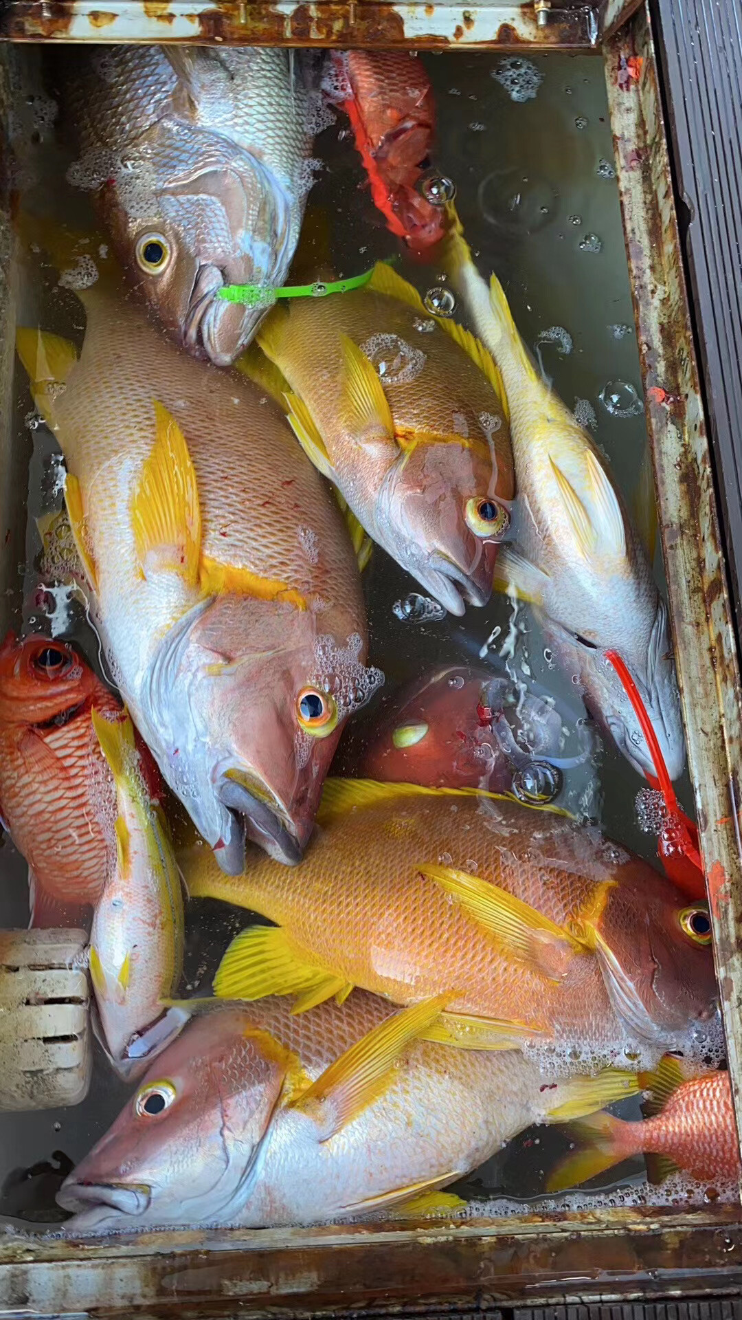 宠语者主播照片
