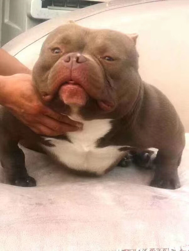 宠语者主播照片