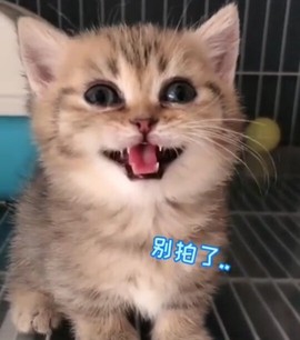 恋歌灬l一份童心主播照片