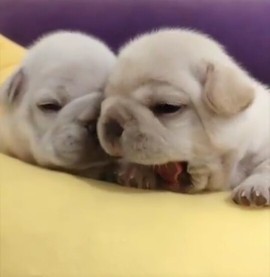 恋歌灬l一份童心主播照片