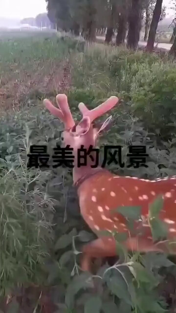 最美的风景梅花鹿