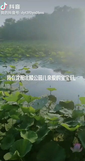 亲爱的宝宝们我在沈阳北陵公园呀