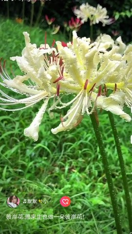 ♬默默✨小蛮宝☞🌜主播照片