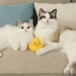 玲珑★团队