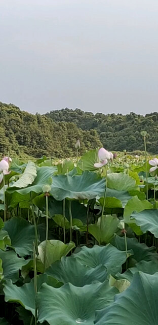 鸟儿  自然都在唱歌