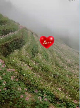 A-❤️新果🌹主播照片