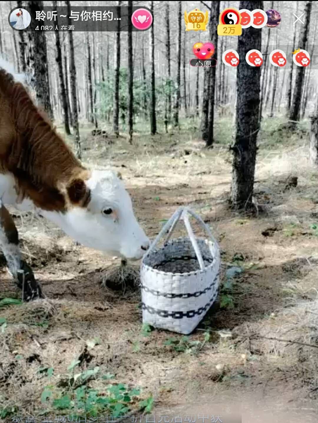 聆听~福妞儿的图片