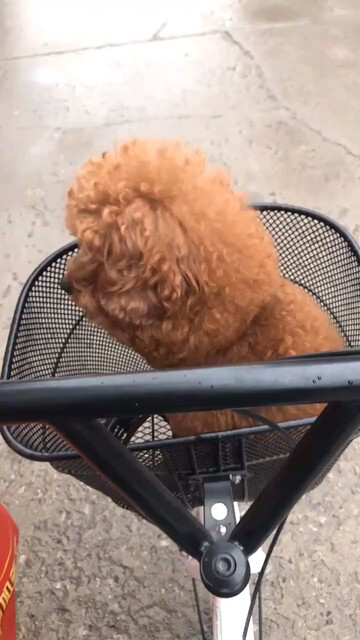 一直陪着我的守护天使