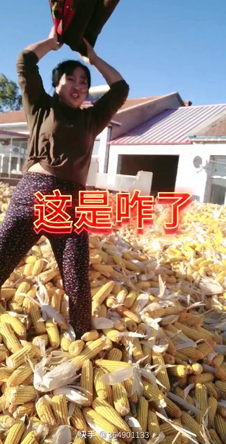 苦乐年华
