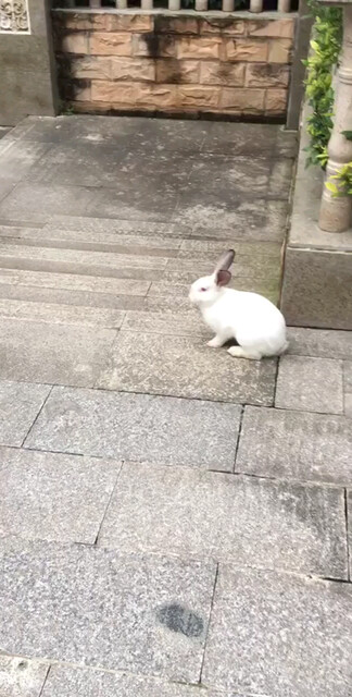又遇见这只，小兔子🐰啦