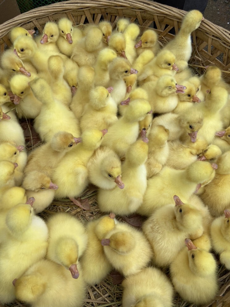 古古吖的主播照片