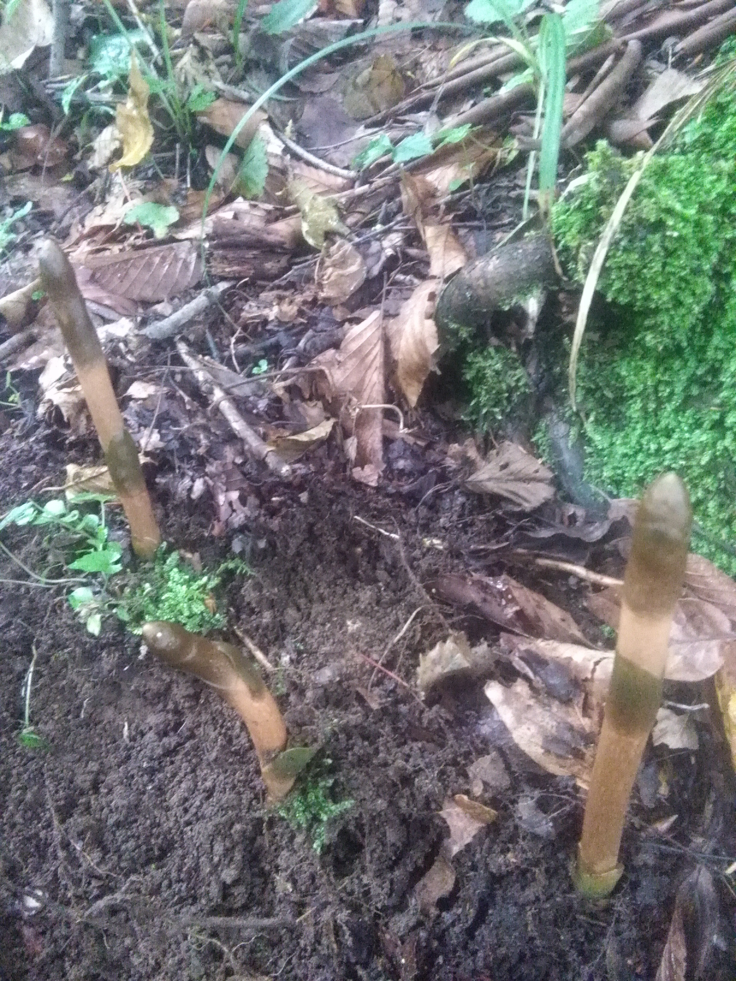 农村大山里看美景🌿的主播照片