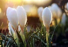 高山上的雪不定时播主播照片