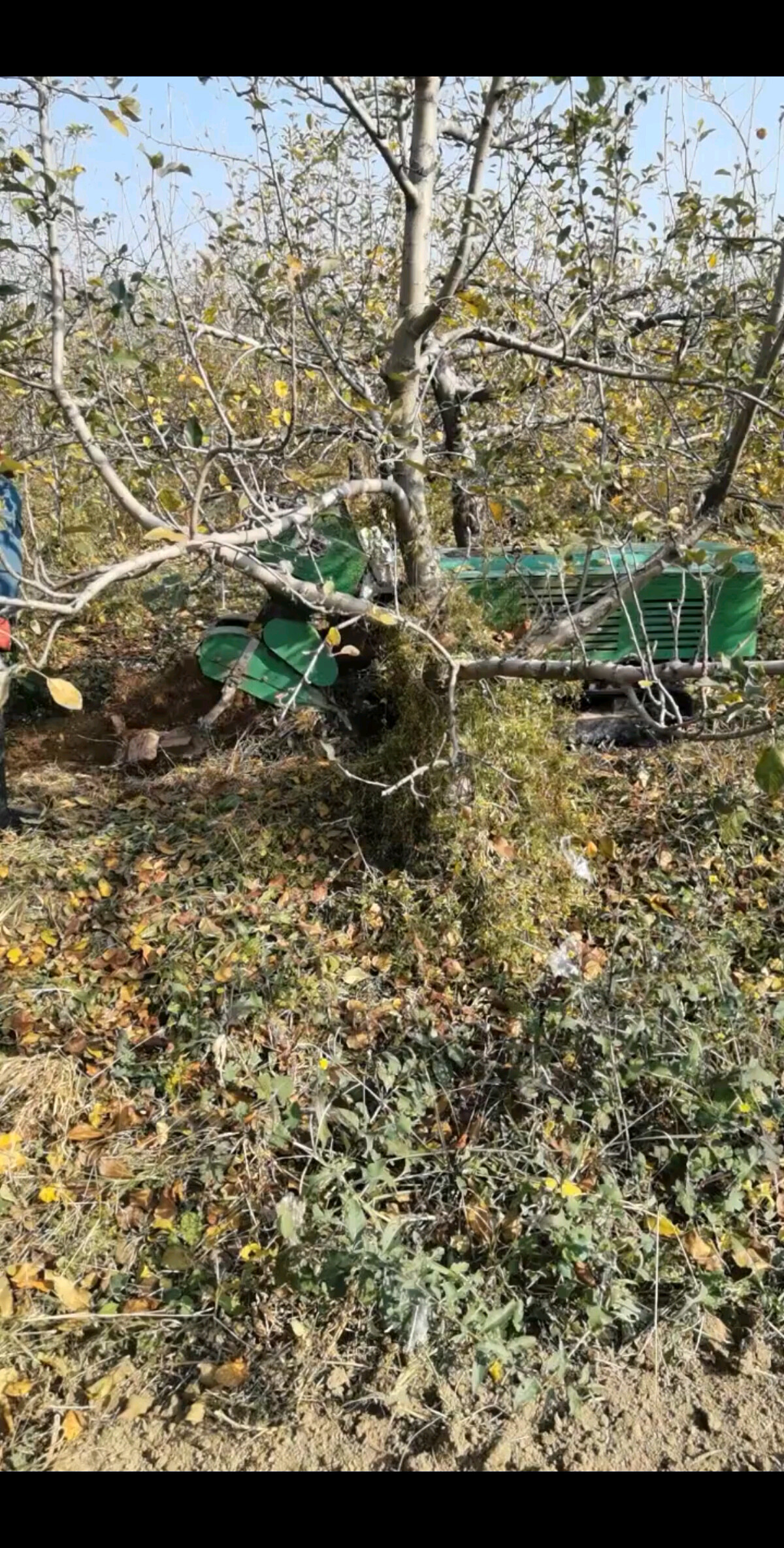 一秒家果树施肥啦！遥