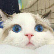难留一情的主播照片