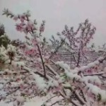 曦雪燕的春天海报