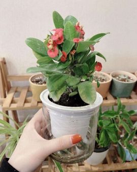 ～小幸福～主播照片