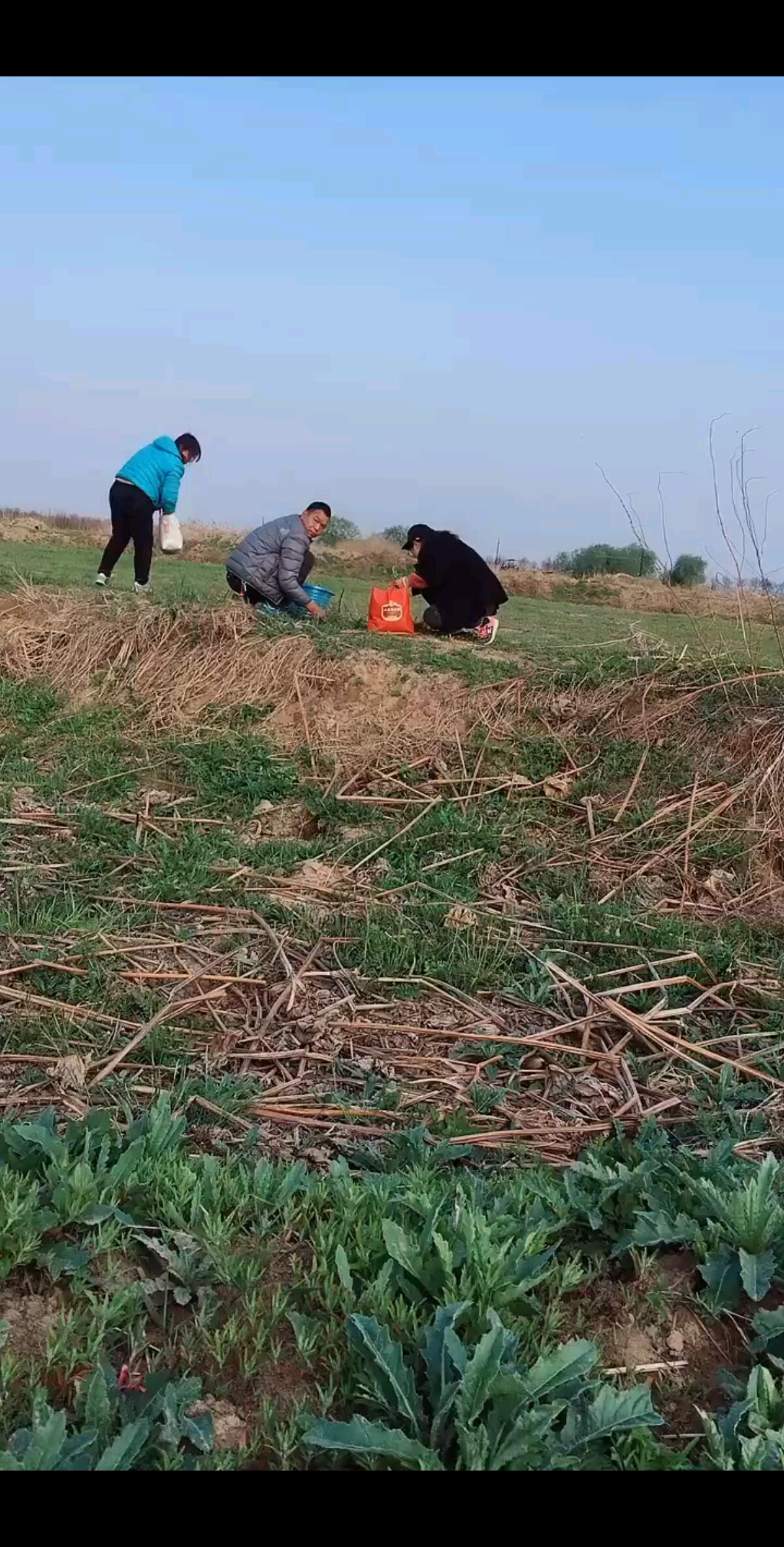 黄河滩挖野菜
