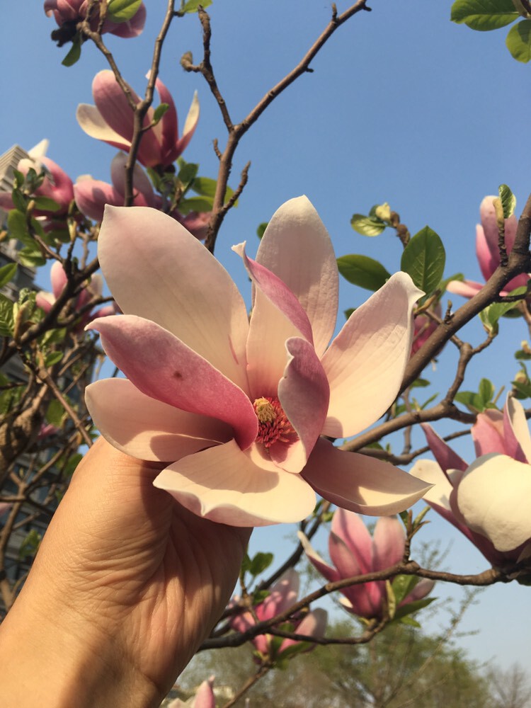 社会💞夭夭（退）的图片
