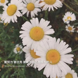 依芝の自闭中主播照片