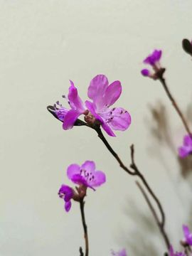 ♬默默✨小蛮宝☞🌜主播照片