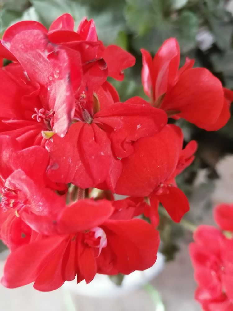 柔月娇花的主播照片