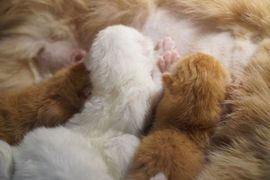 吃货🐽猪猪^O^主播照片