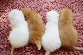 吃货🐽猪猪^O^主播照片