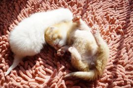 吃货🐽猪猪^O^主播照片