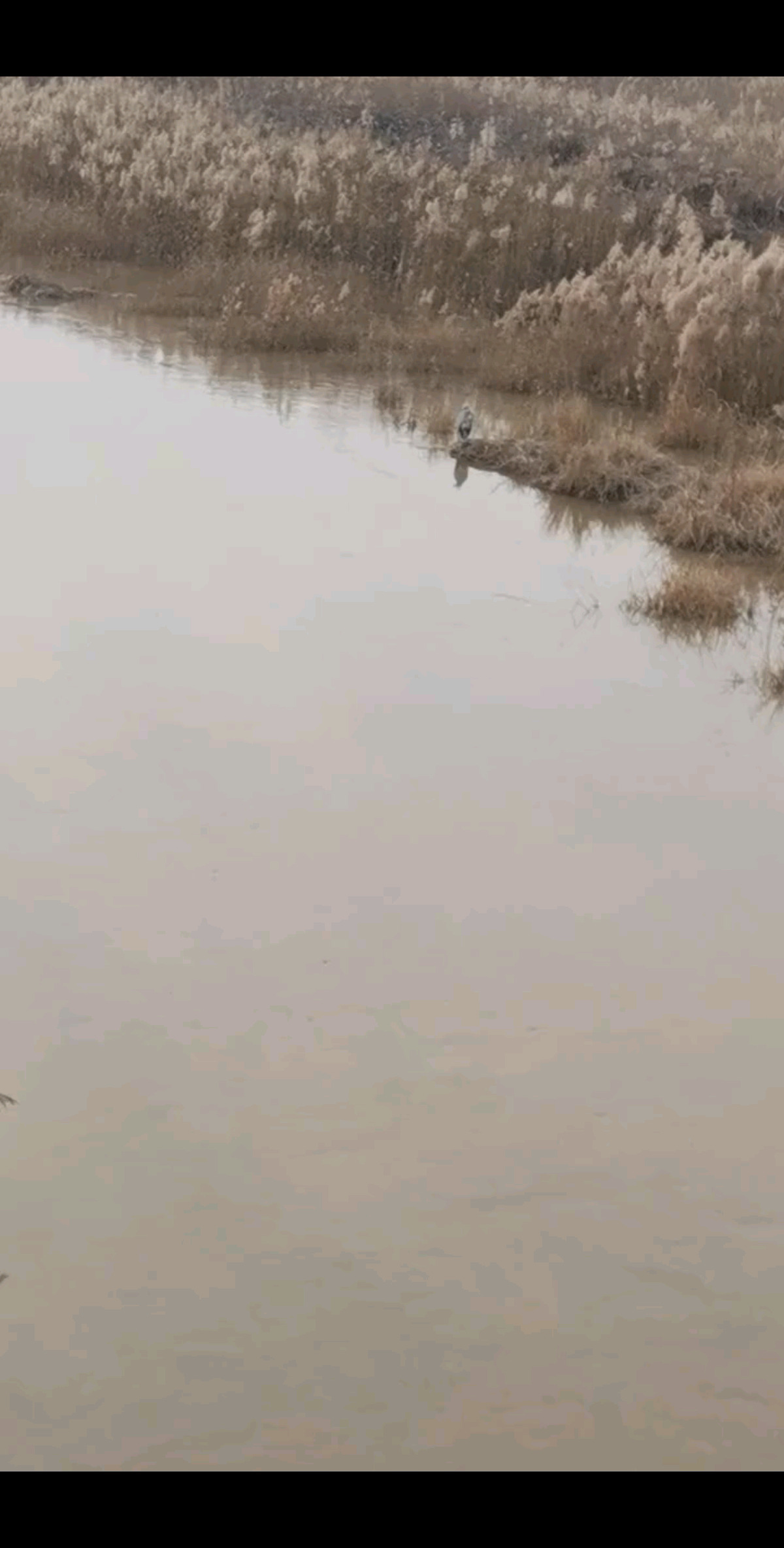 飞的是野鸭，水里站着