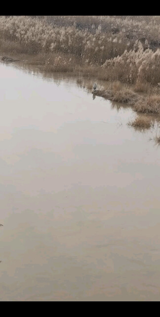 飞的是野鸭，水里站着