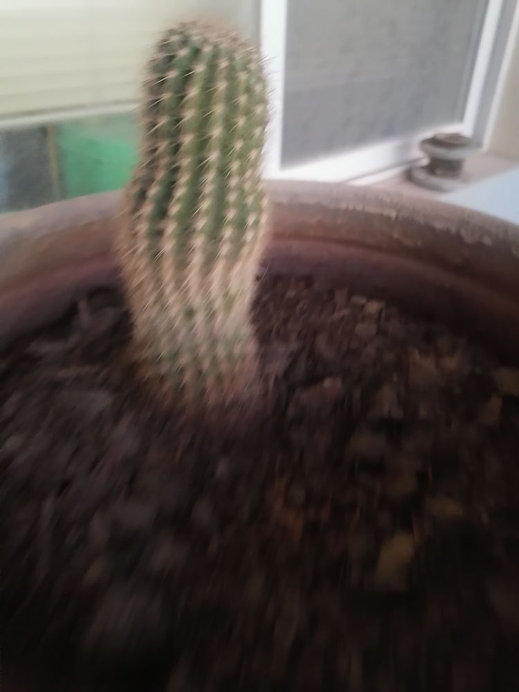 柔月娇花的主播照片