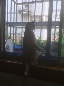 影视演员曹哲主播照片