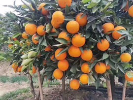 凑美没人爱主播照片