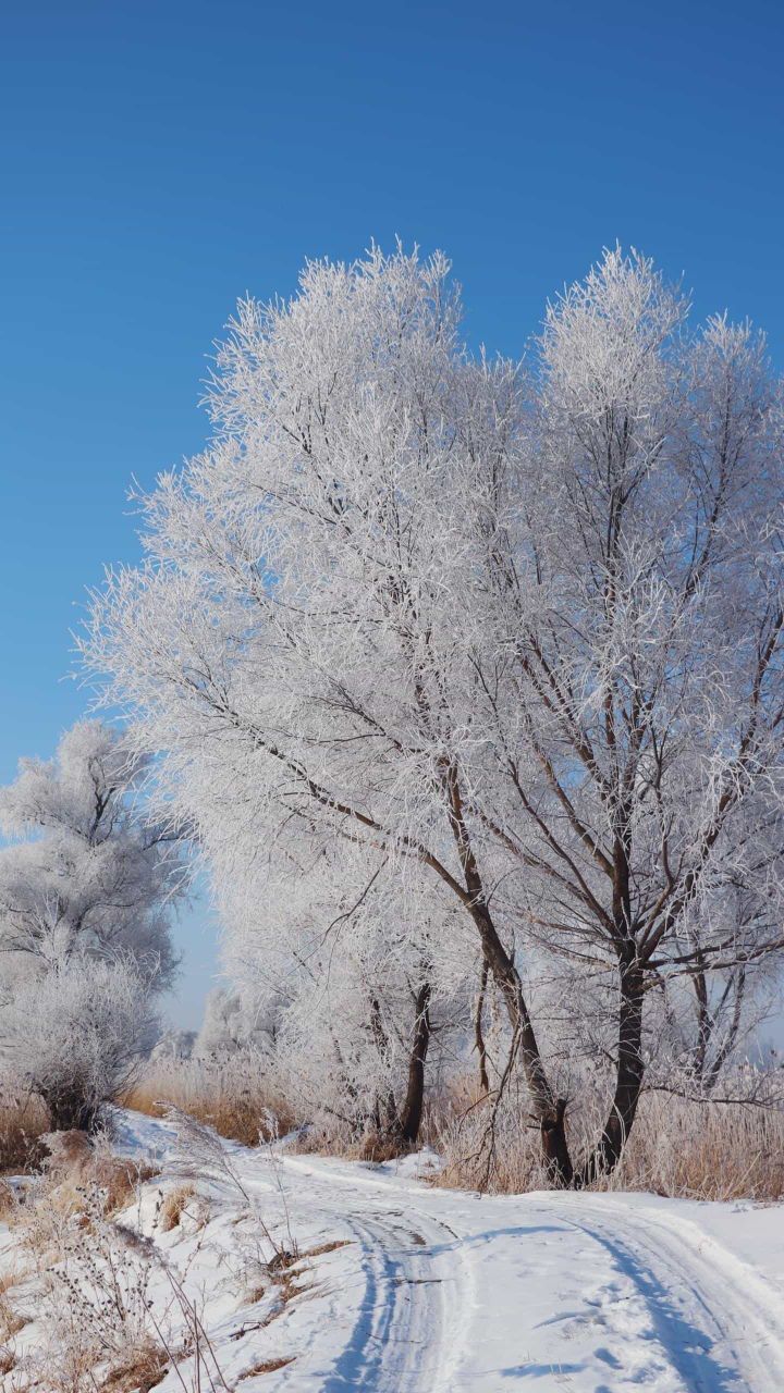 不协调的雪的主播照片