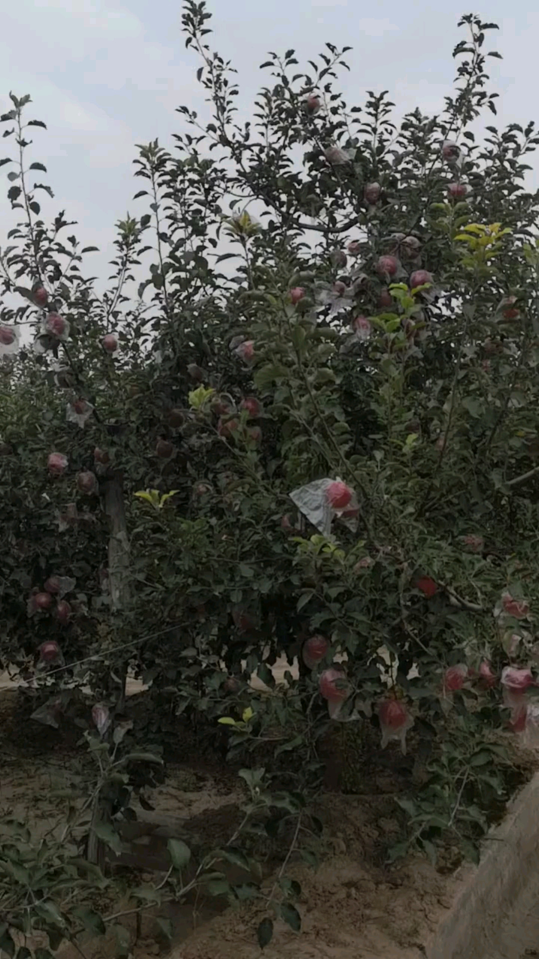 平安夜来袭，需要苹果