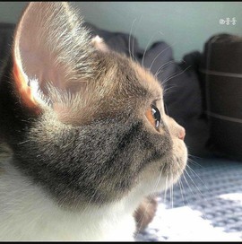 小狸吖～主播照片