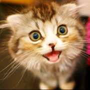 好猫🐱头像