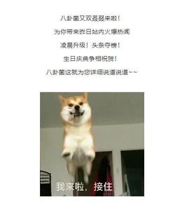 A亮宝主播照片