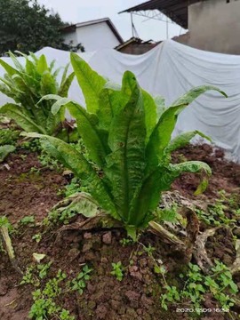 凑美没人爱主播照片