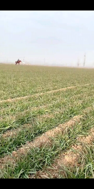 骑马兜兜风。
