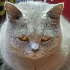 【穿越】✨主播照片