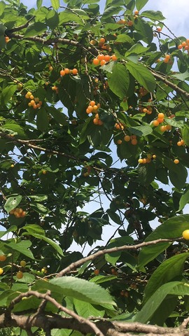 凑美没人爱主播照片