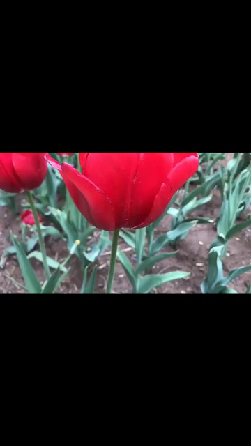 WW