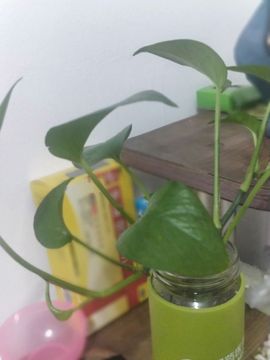 🌠大白兔🌠主播照片