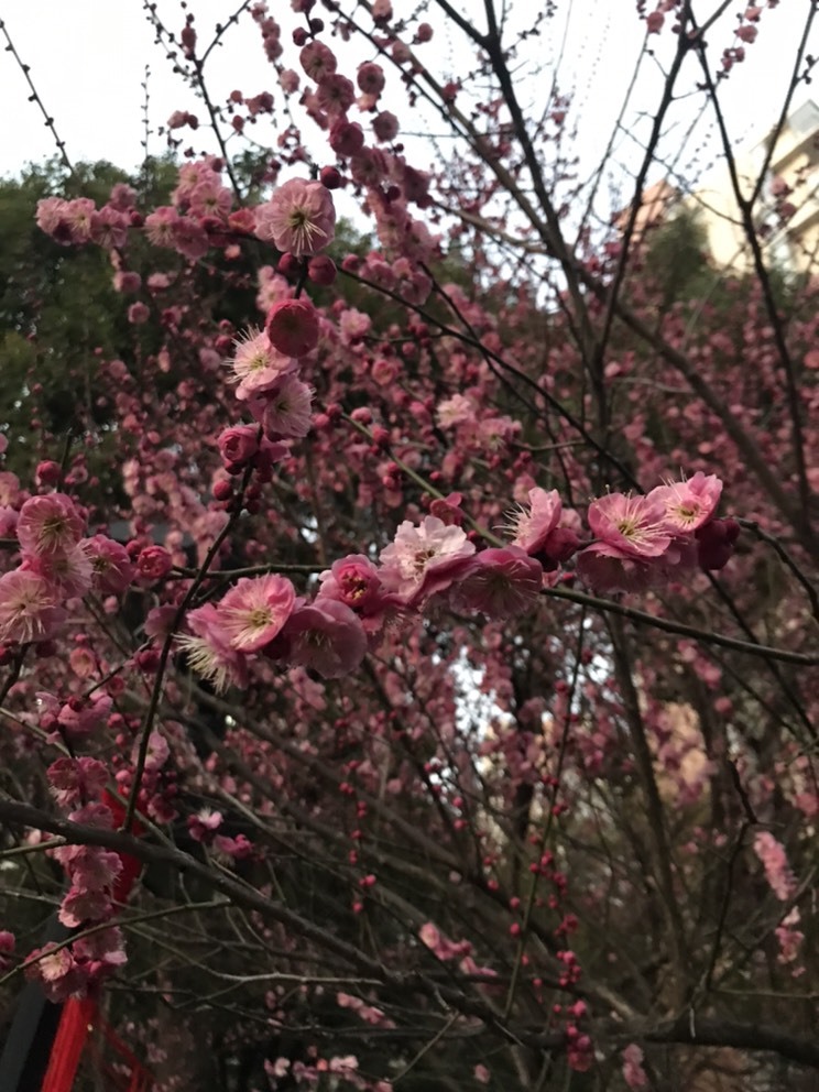 ❤❤梓萱纯粹唱歌的图片