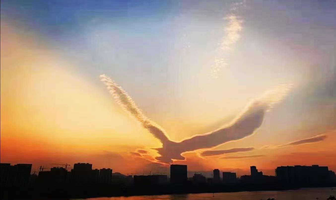 🎶琴儿🎶涅槃重生的图片