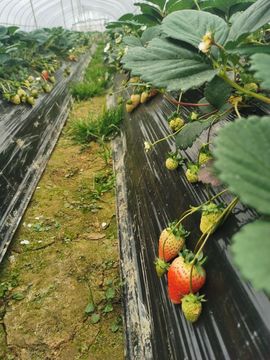 ♫天使じ♫团团主播照片