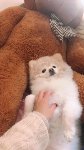 小雅代理ღ好运来主播照片