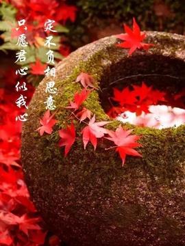 დ释怀დ主播照片